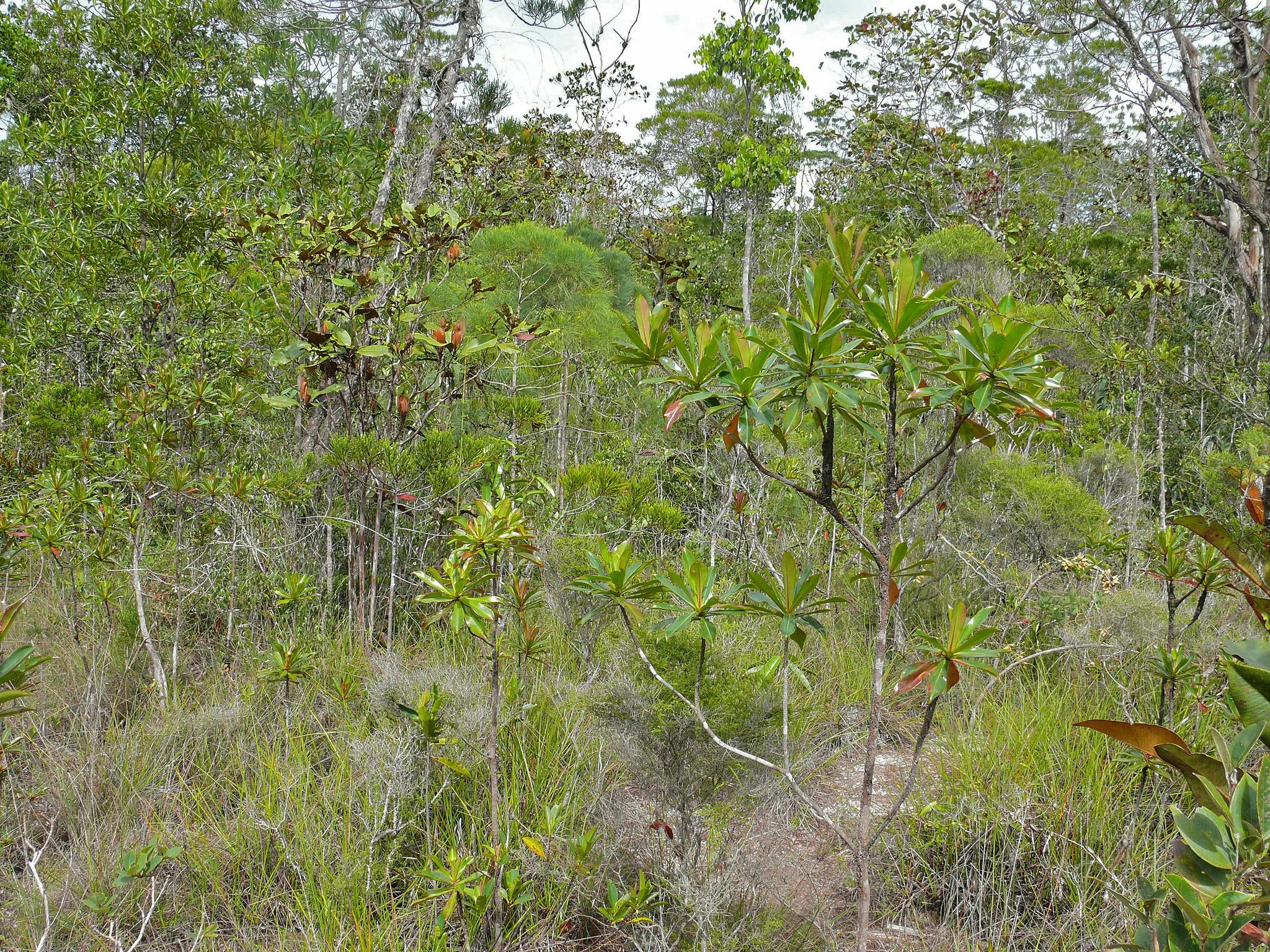 Borneo Tropical Forests & Sundaland Heath Forests (IM16) One Earth